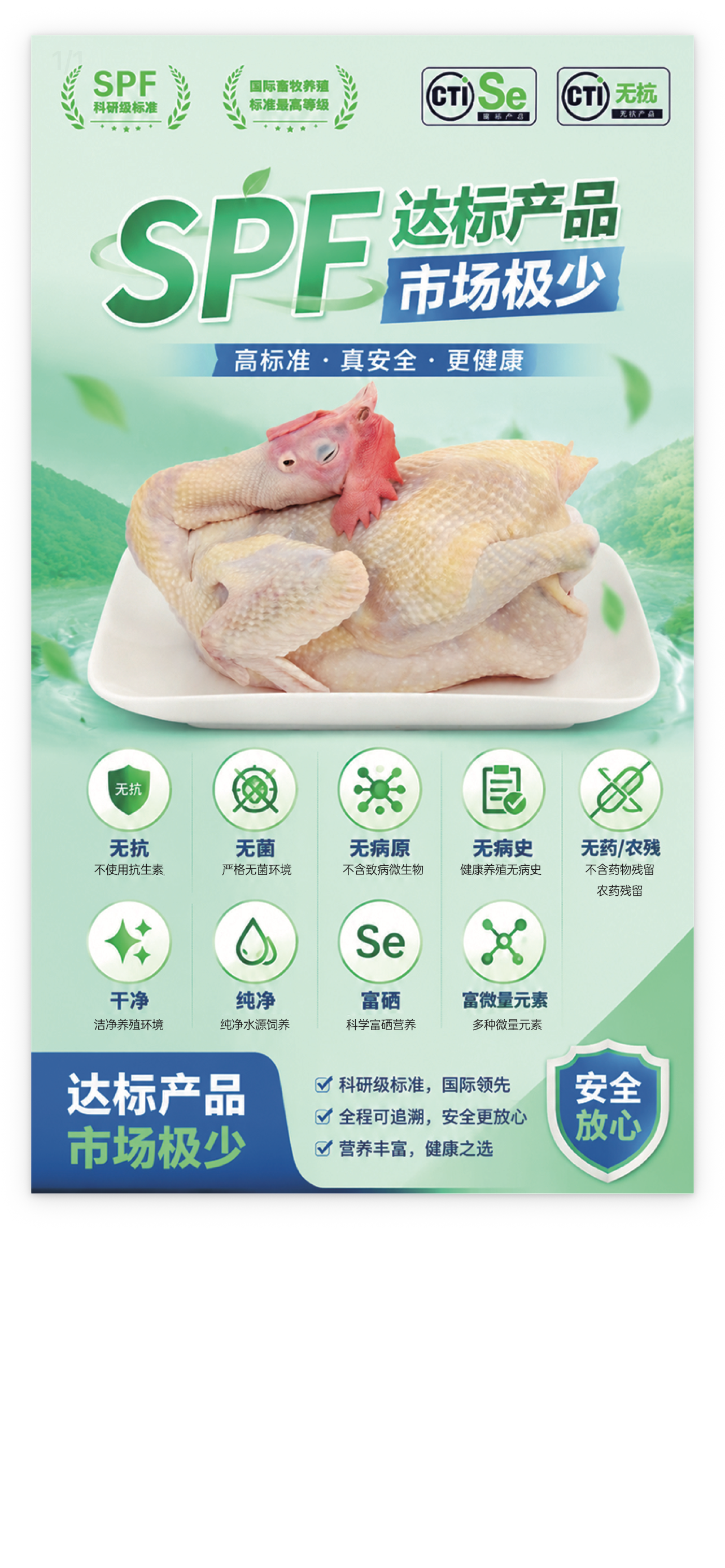 SPF级养殖标准母鸡